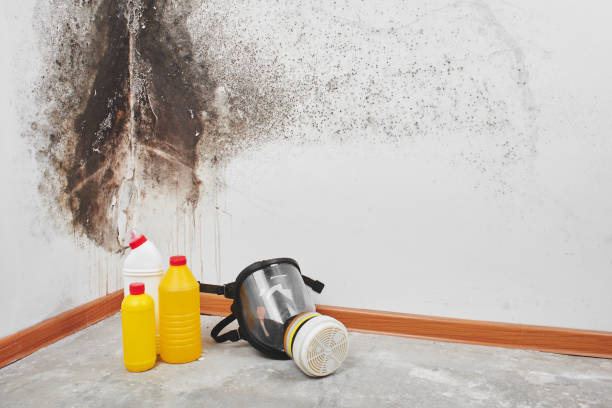 Best Mold Cleaning Services  in Bovina, TX