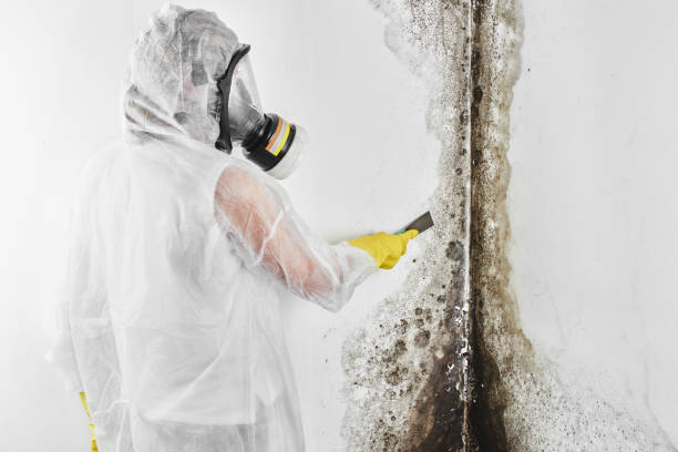 Best Same-Day Mold Removal  in Bovina, TX