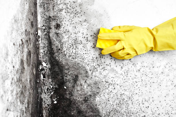 Best Mold Damage Repair  in Bovina, TX