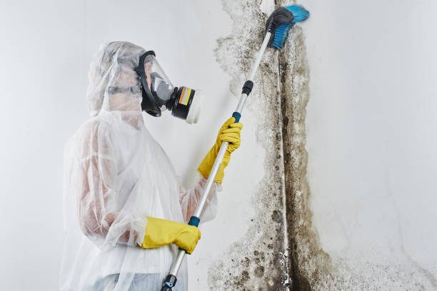 Best Fast Mold Removal  in Bovina, TX