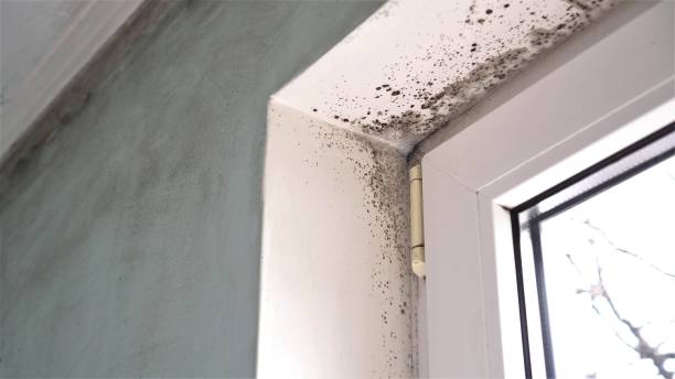 Best Toxic Mold Removal  in Bovina, TX