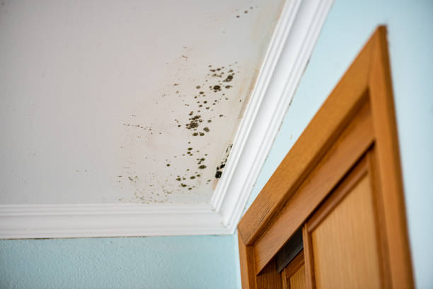 Best Water Damage Restoration  in Bovina, TX
