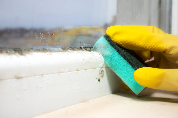 Best Black Mold Removal  in Bovina, TX