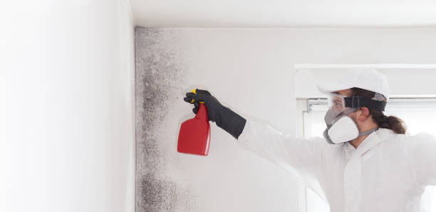 Best Fast Mold Removal  in Bovina, TX