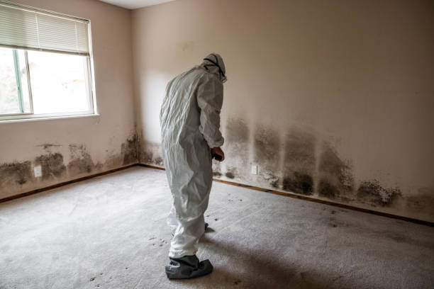 Best Mold Damage Repair  in Bovina, TX