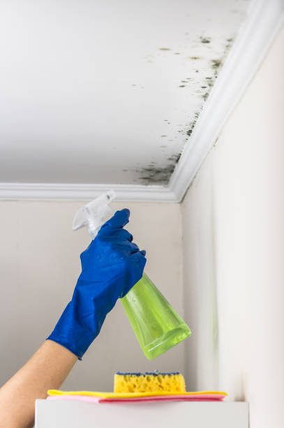 Best Certified Mold Removal  in Bovina, TX